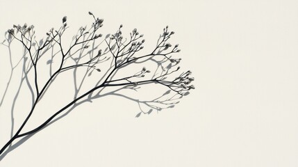 Fototapeta premium A black and white image of a plant with thin branches and small buds.