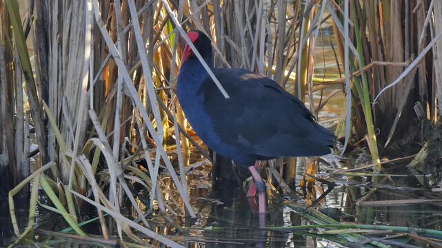 Swamphen bird pulling at straw