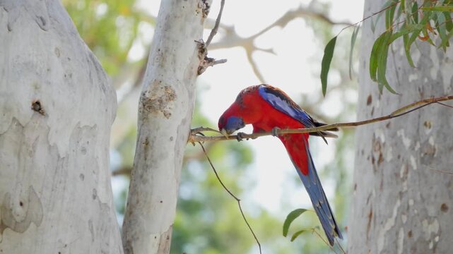 Blue and red rosella bird sitting on a branch
