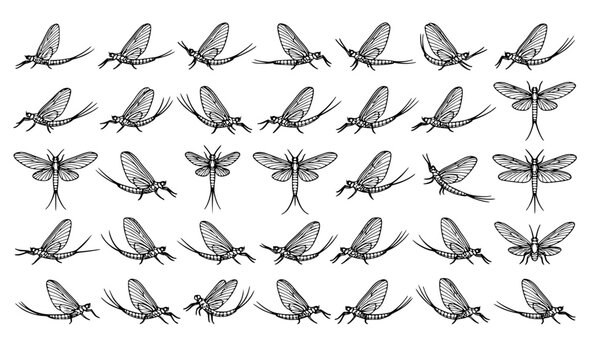Editable mayfly vector icon bundle featuring realistic insect outline illustrations isolated on white background for Adobe Illustrator EPS 10