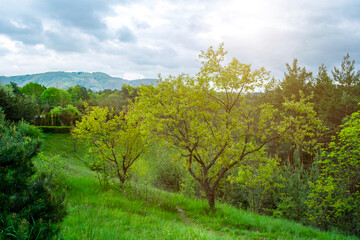 Obraz premium Green trees pathway in summer forest landscape. Peaceful nature concept for outdoor travel and hiking design.