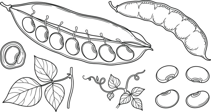 Fresh green beans and peas in pod line art collection with leaves and seeds vector illustration.