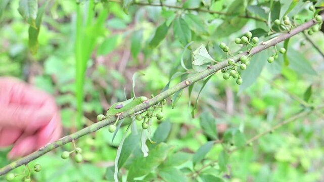 Wild herbs picked in summer - Litsea cubeba fruit