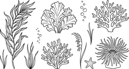 Underwater sea plants and coral reef collection with seaweed kelp algae and anemone vector illustration. © MSTJANNATUN