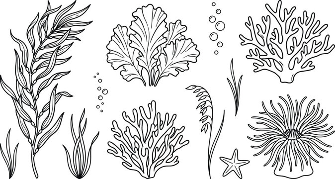 Underwater sea plants and coral reef collection with seaweed kelp algae and anemone vector illustration.