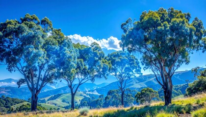 Fototapeta premium Majestic oak trees standing in a serene open meadow.