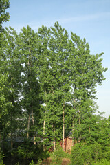 Fototapeta premium Tall Green Tree with Full Canopy in Summer Breeze Against Blue Sky