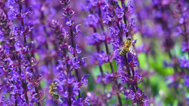 Macro shot of honey bees pollinating blooming lavender flowers during a sunny day. Useful for agriculture, nature documentaries, and environmental conservation content.