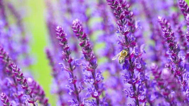 A hardworking honey bee gathers nectar from vibrant purple sage lavender blossoms. Detailed macro shot showcasing nature, pollination, and summer garden beauty.
