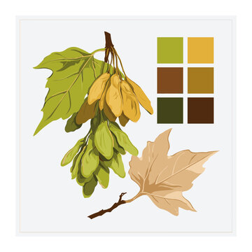 Maple samara seeds and leaves vector illustration
