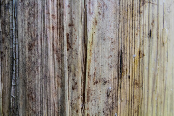 dry outer skin texture of Musa paradisiaca. © rahmad