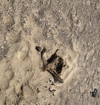 shovel in the sand, 굴업도, gureopdo