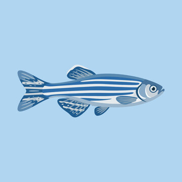 A blue and white striped zebrafish swims in water