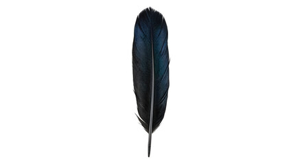 Single iridescent black raven feather isolated on transparent background © Chanapat