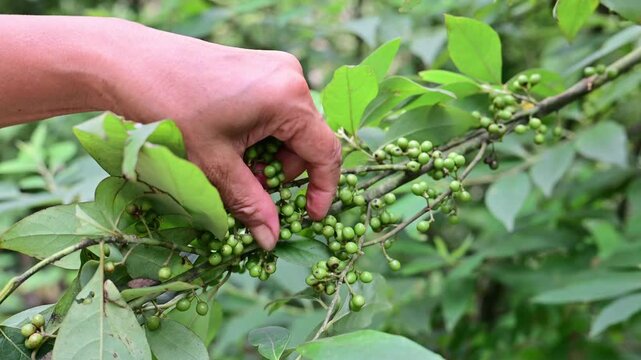 Wild herbs picked in summer - Litsea cubeba fruit