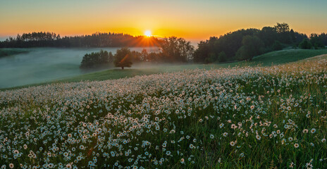 Naklejka premium fairy-tale field of chamomile during a misty sunrise