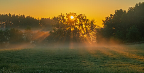 Naklejka premium The magnificent play of light from the rising sun as it filters through the leaves of a spring tree and is diffused by the morning mist