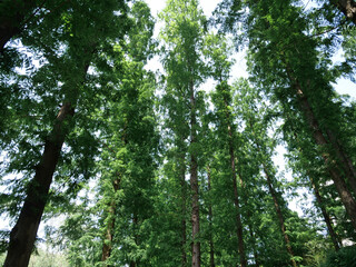 Fototapeta premium Green Tree Canopy From Below - Summer Forest Canopy With Sunlight Filtering Through Leafy Branches