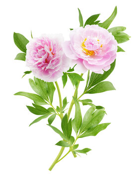 close up of bunch of pink peonies flowers with leaves isolated on transparent background