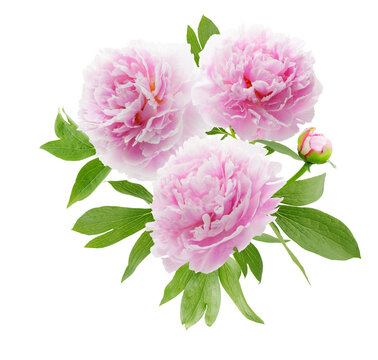 close up of bunch of pink peonies flowers with leaves isolated on transparent background