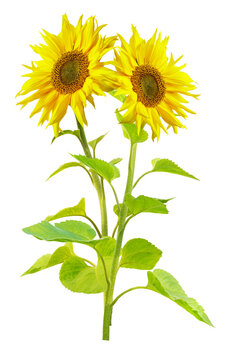 close up of sunflower flowers isolated on transparent background