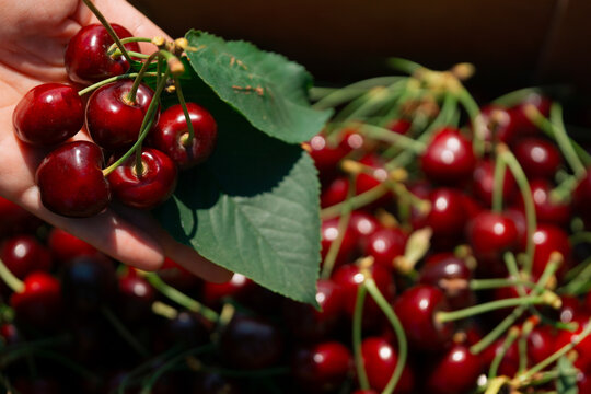 u-pick cherries harvest fruit red berries held in human hand over carton box with copy space for banner design concept of agriculture gardening nutrition healthy organic food industry picking yourself