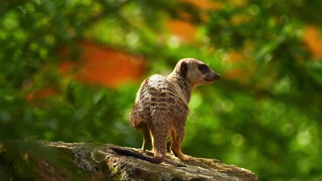 Meerkat Sitting on a Rock Basking in the Morning Sun in African Savanna | 4K Wildlife Footage