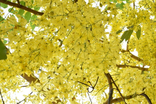Low angle view of golden shower tree flowers blooming against bright sky, yellow Cassia fistula.