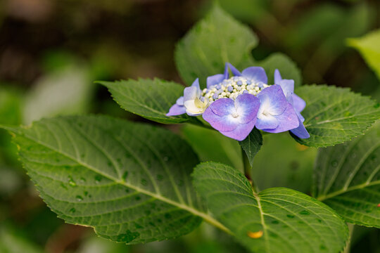 Single Lacecap Hydrangea Bloom with Raindrops and Green Leaves