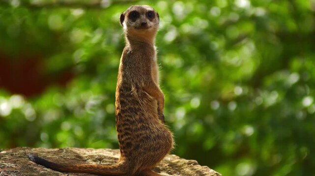 Meerkat Sitting on a Rock Basking in the Morning Sun in African Savanna | 4K Wildlife Footage
