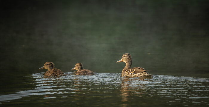 duck family