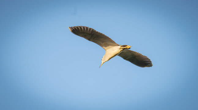 black-crowned night heron
