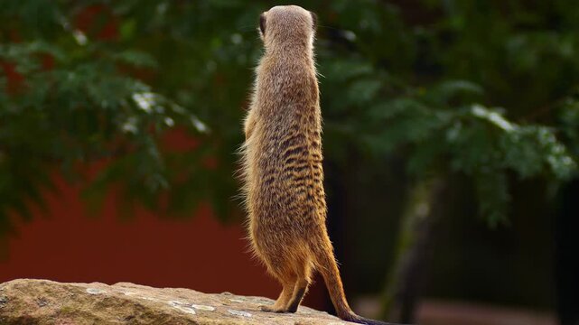 Meerkat Sitting on a Rock Basking in the Morning Sun in African Savanna | 4K Wildlife Footage