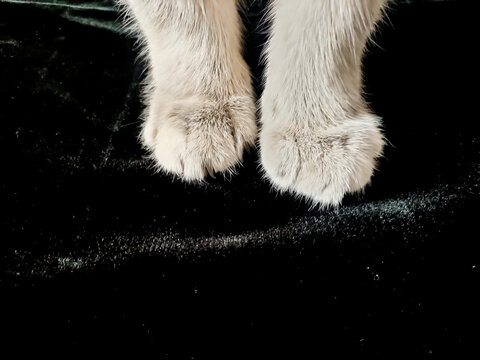 Katzenpfoten auf weichen schwarzen Stoff