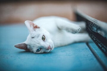 White cat lying on blue carpet near a book in a cozy room © oscarphotos