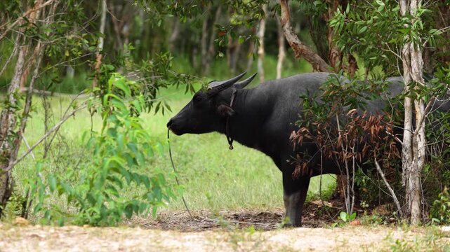 Big Water Buffalo Standing and Looking at Camera