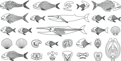 Marine fossil fish skeletons line icons set featuring prehistoric whale bones anatomy structures underwater biology elements and seashell graphics © SALMA
