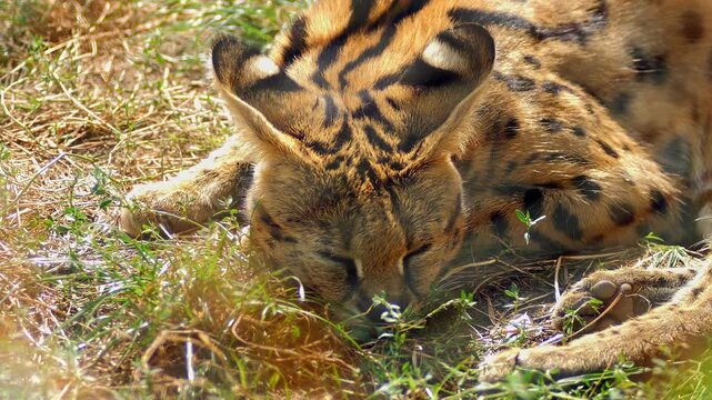 Serval Resting in the Sun and Relaxing in Natural Habitat | 4K Wildlife Footage