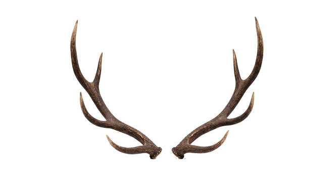 deer antlers isolated on white
