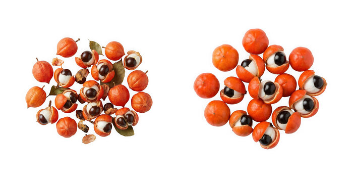 Guarana fruits isolated on transparent background, paullinia cupana, exotic amazonian fruit with high caffeine content
