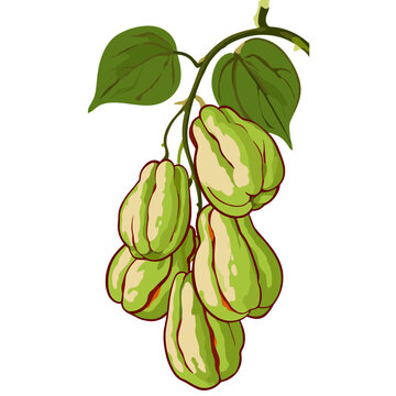 Chayote Squash Vector Illustration with Leaves