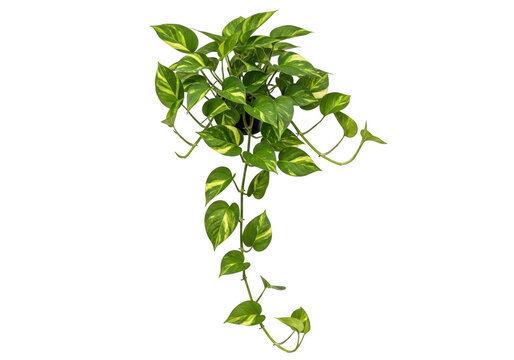 Green pothos houseplant with hanging vines isolated on white background
