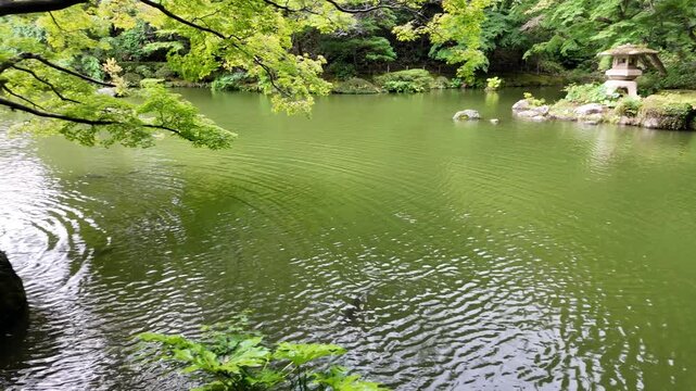 Wide shot of a tranquil traditional Japanese garden pond with lush green trees, a stone lantern, and a swimming koi fish