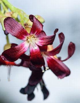 Bilimbi flower showing delicate red petals and stamens