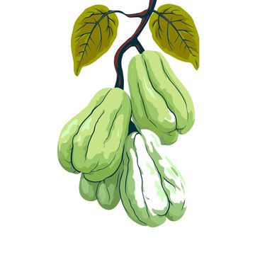 Chayote Squash with Leaves Vector Illustration