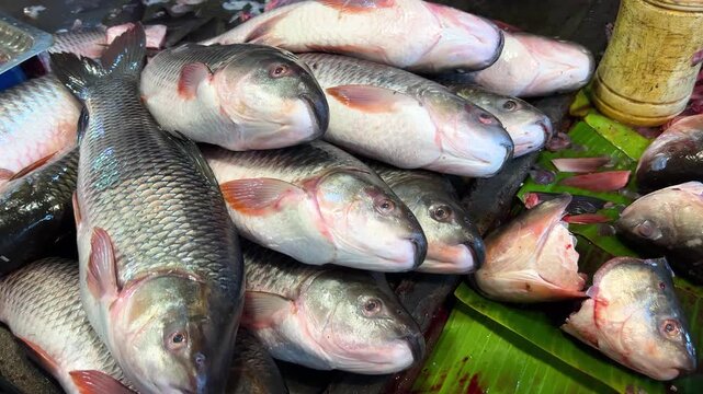 Fresh Rohu Fish in Indian Fish Market 4K Video