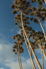 Stunning view of tall palm trees against a brilliant blue sky, capturing the essence of tropical tranquility and natural beauty