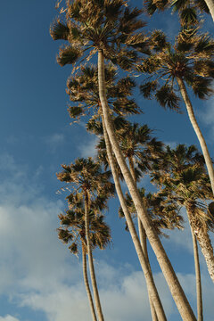 Stunning view of tall palm trees against a brilliant blue sky, capturing the essence of tropical tranquility and natural beauty