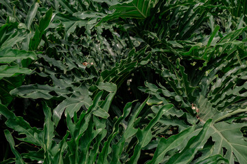 Dense tropical foliage background featuring large Philodendron bipinnatifidum leaves filling the frame © Okta