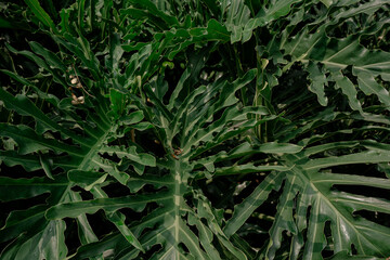 Close up of lush green Philodendron bipinnatifidum leaves with detailed ruffled edges under natural sunlight © Okta